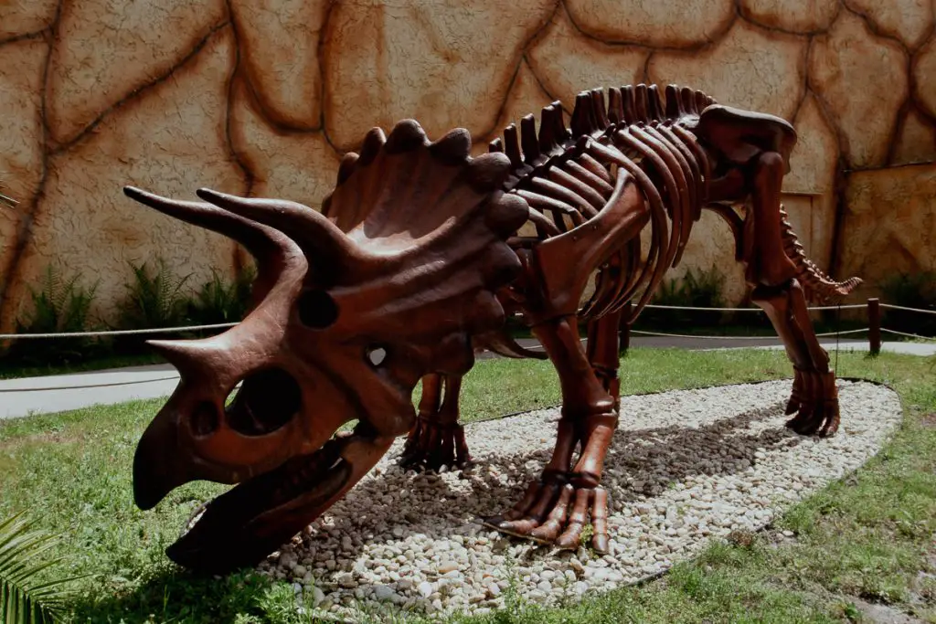 Dinosaur skeleton at Dinosaur World, Florida