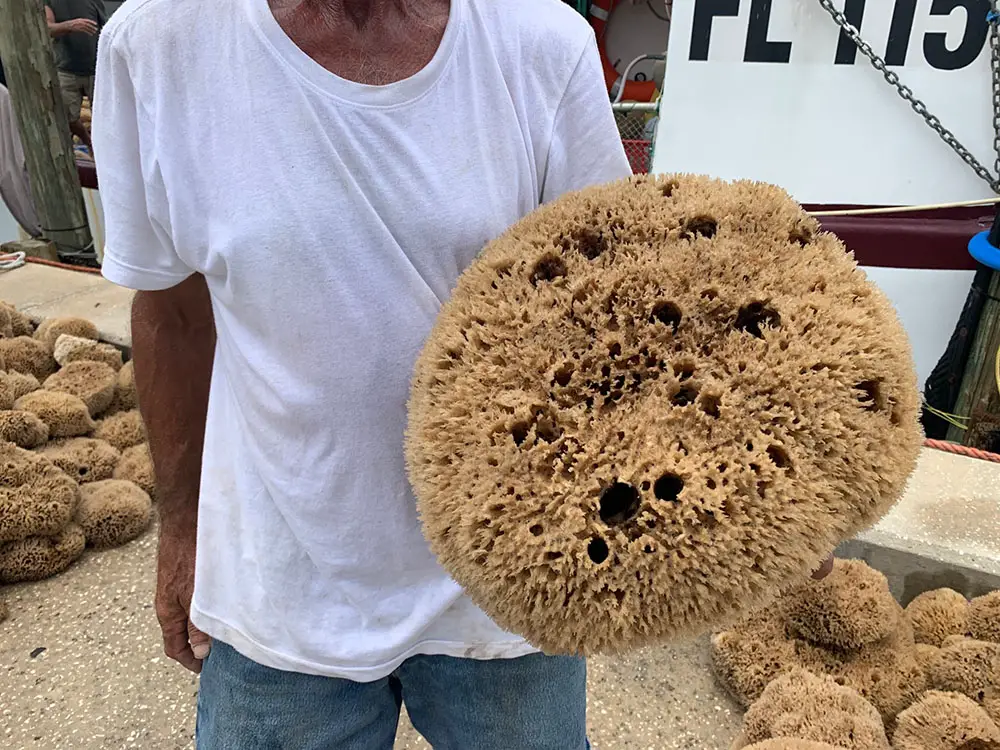 Man holding a big sea sponge in Tarpon Springs, FL