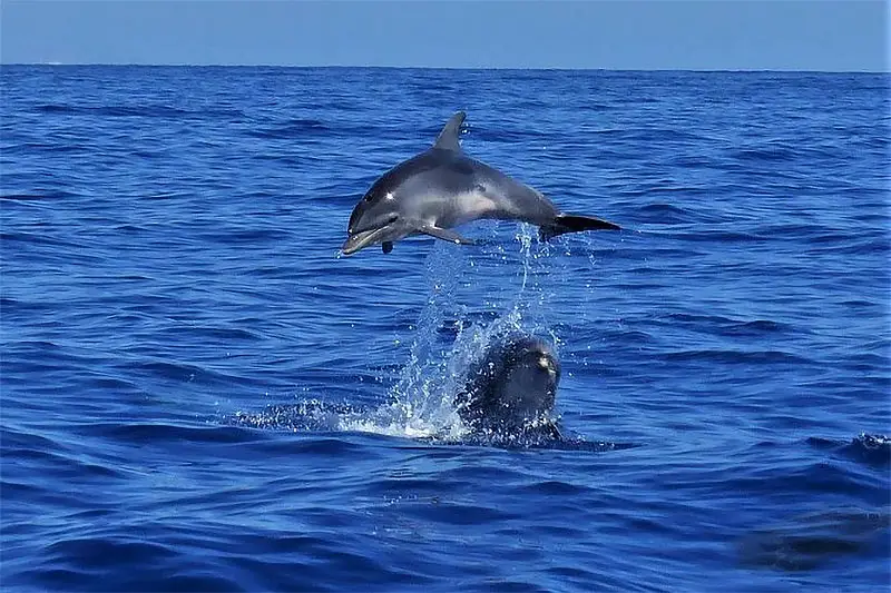 Watch whales and dolphins on a boat tour