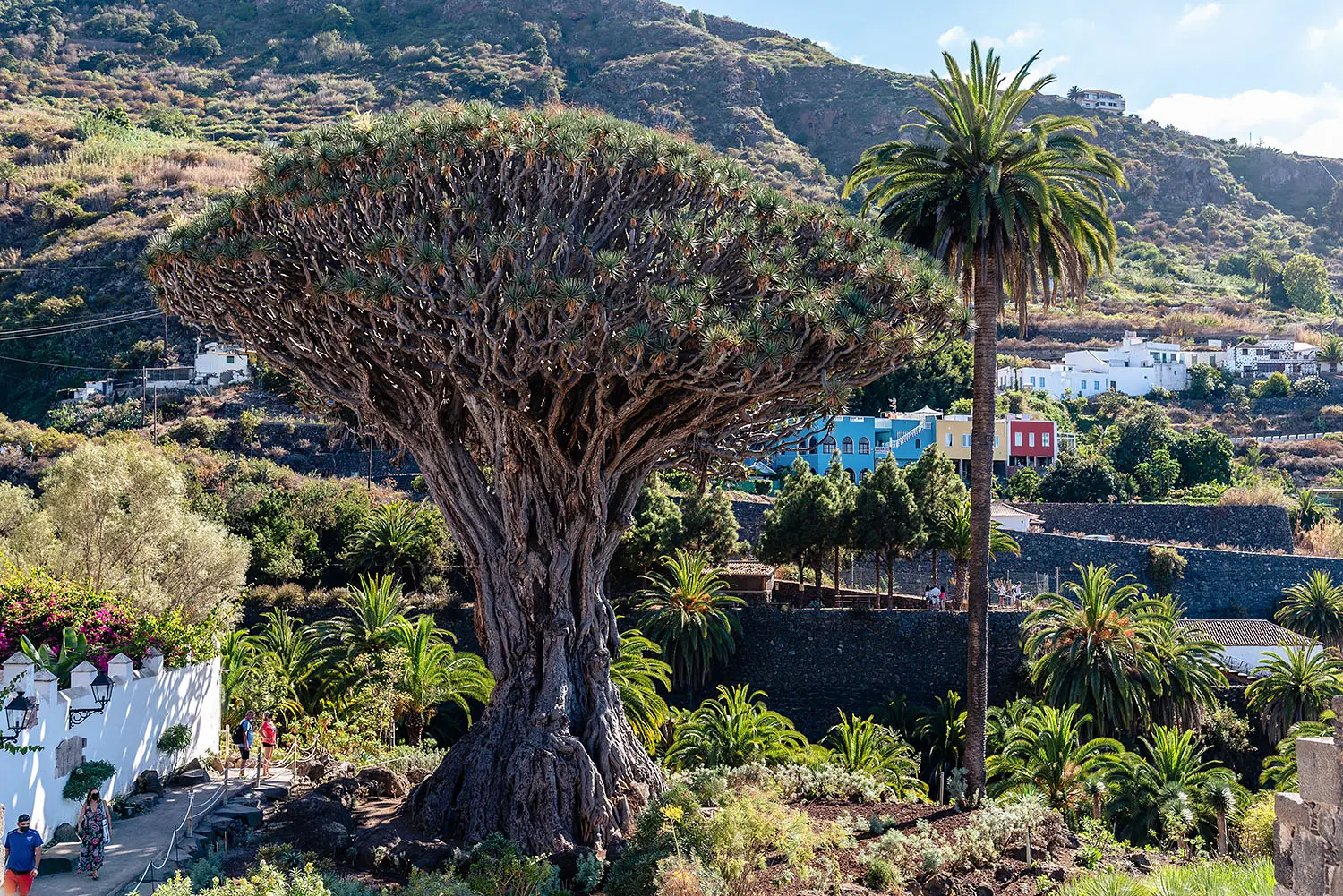 El Drago, the dragon tree in Icod de los Vinos, Tenerife