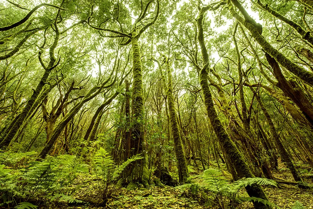 Forest in Garajonay National Park on La Gomera island