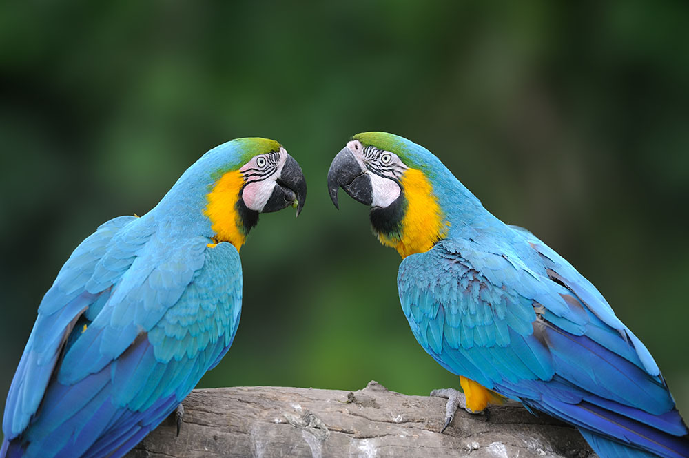 Parrots at Loro Parque, Tenerife