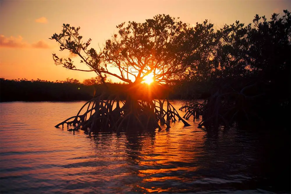 Mangroves in Pinella County, FL