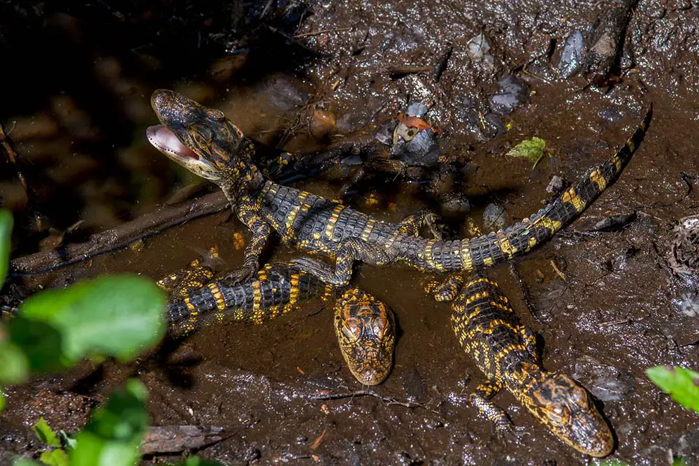 Florida Wildlife