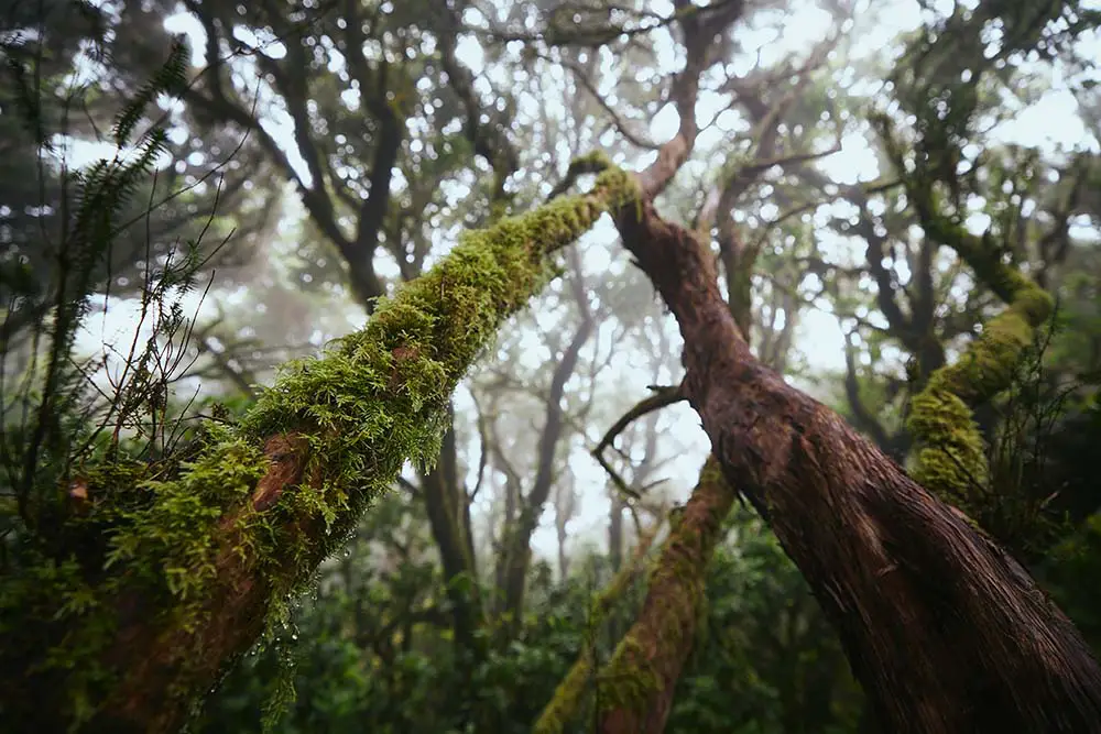 Trees with moss on them, reaching for the skies in Anaga Rural Park